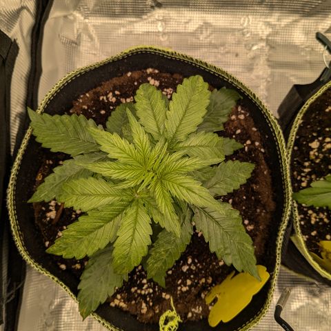 Milky Way growlog timeline photo