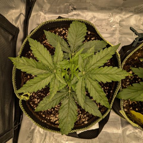 Milky Way growlog timeline photo