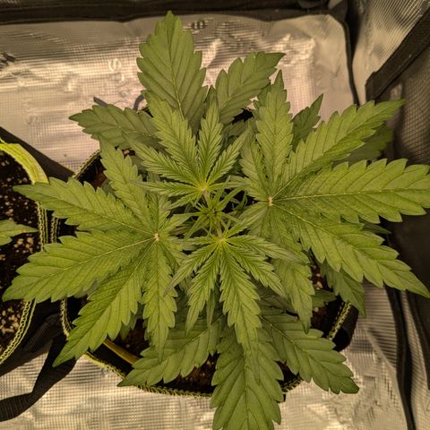 Wedding Cake growlog timeline photo