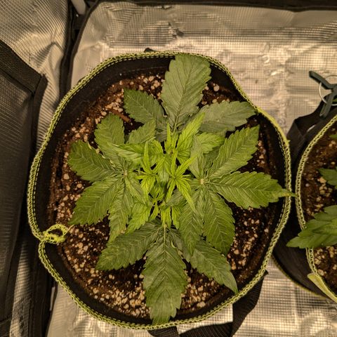 Milky Way growlog timeline photo