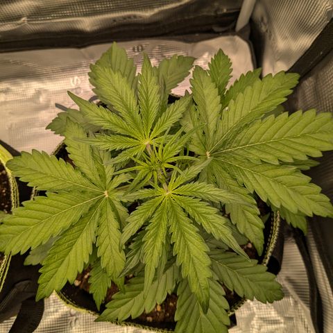 Wedding Cake growlog timeline photo