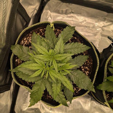 Milky Way growlog timeline photo