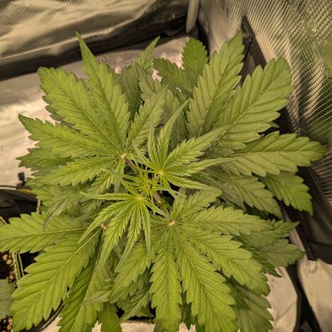 Wedding Cake growlog timeline photo