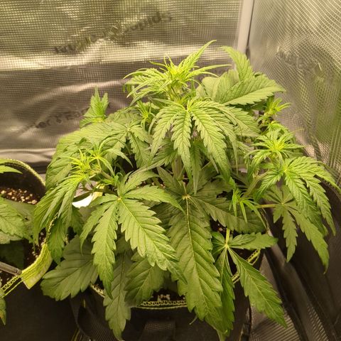 Wedding Cake growlog photo: Vorblüte beginn