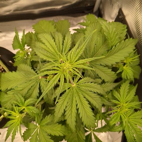 Wedding Cake growlog photo: Vorblüte beginn