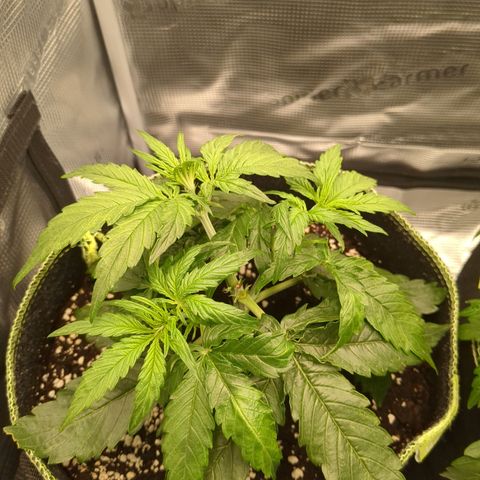 Milky Way growlog photo: Eine Blüte abgebrochen, eine abgebrochen. Sehr unglückliches Projekt :(