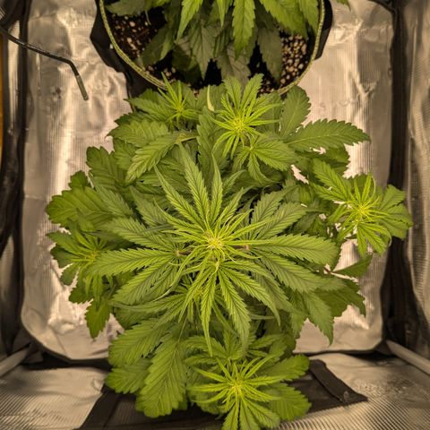 Wedding Cake growlog timeline photo