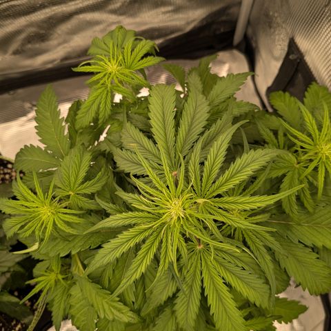 Wedding Cake growlog timeline photo