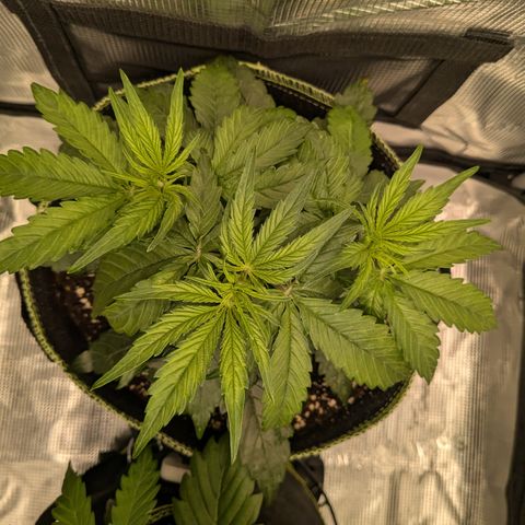 Milky Way growlog timeline photo