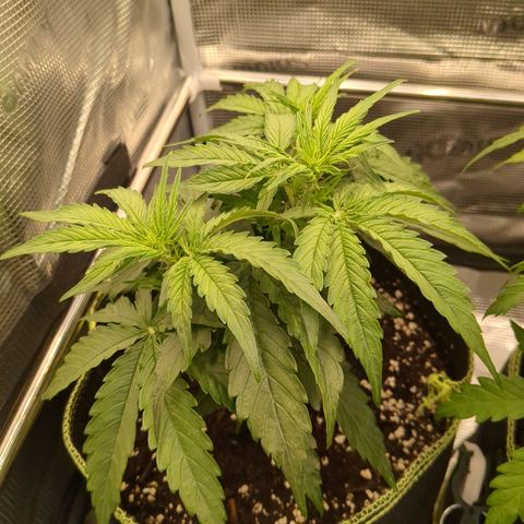 Milky Way growlog timeline photo