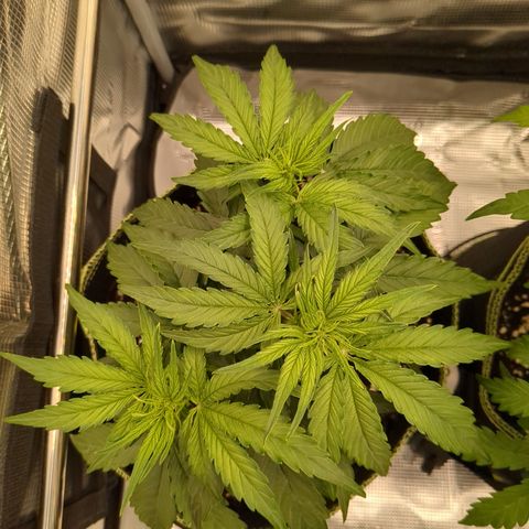 Milky Way growlog timeline photo