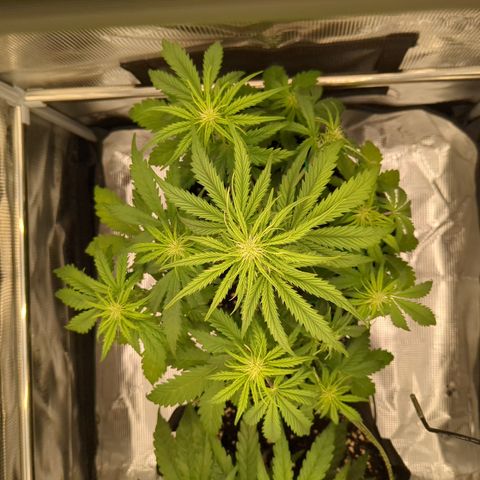 Wedding Cake growlog timeline photo