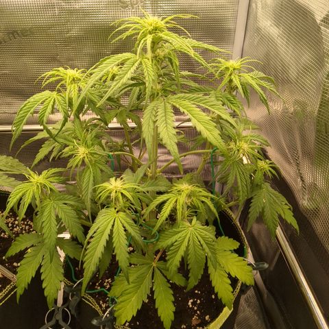Wedding Cake growlog timeline photo