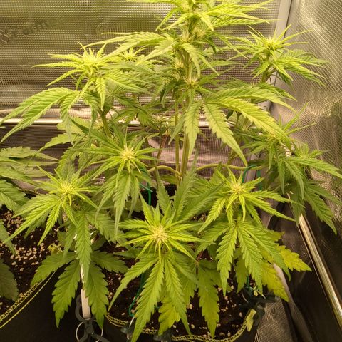 Wedding Cake growlog timeline photo