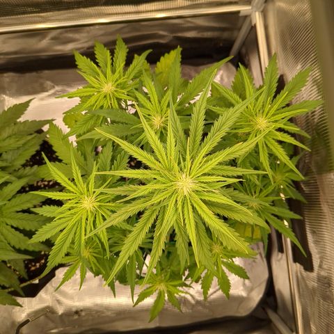 Wedding Cake growlog timeline photo