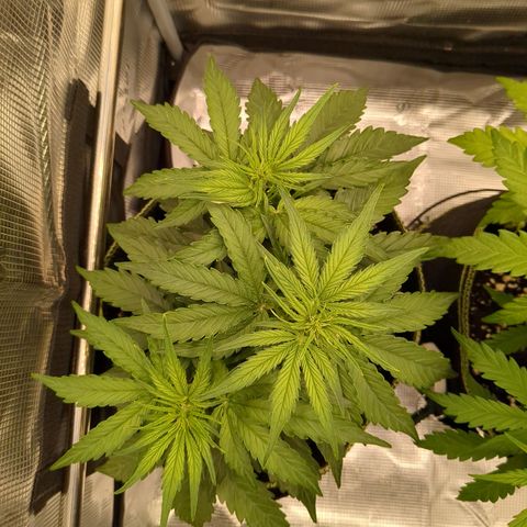Milky Way growlog timeline photo