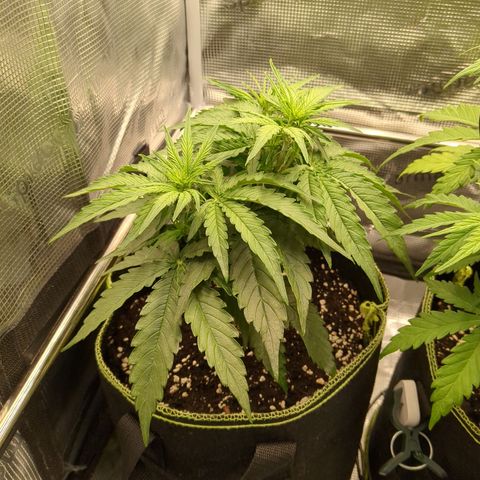 Milky Way growlog timeline photo