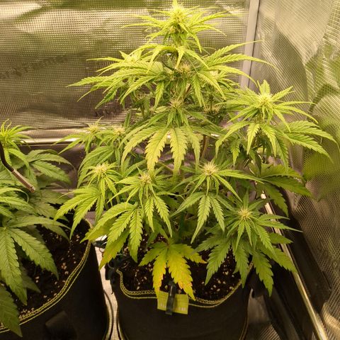 Wedding Cake growlog timeline photo