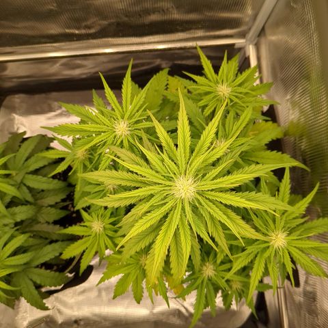 Wedding Cake growlog timeline photo
