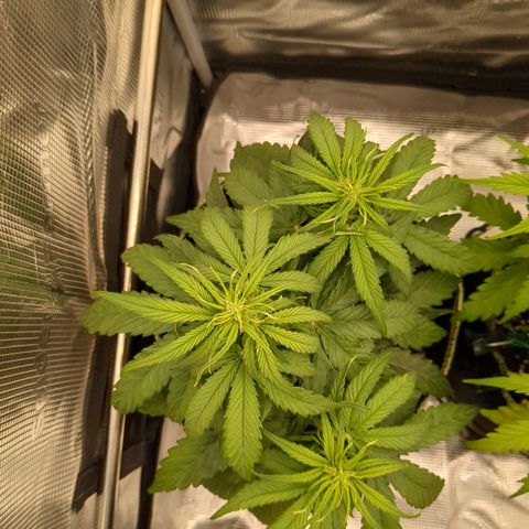 Milky Way growlog timeline photo