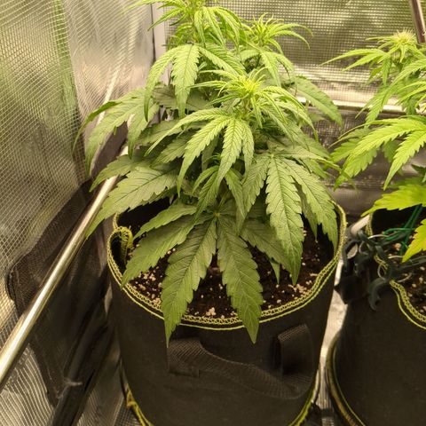 Milky Way growlog timeline photo