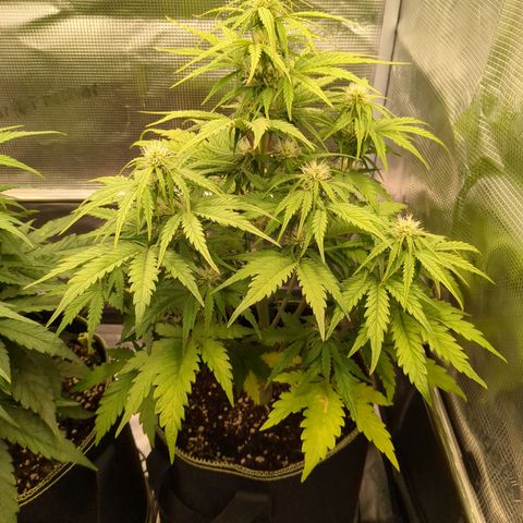 Wedding Cake growlog timeline photo