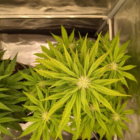 Wedding Cake growlog timeline photo