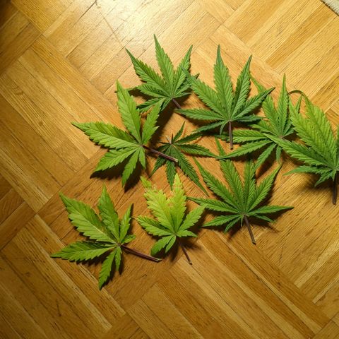 Wedding Cake growlog timeline photo