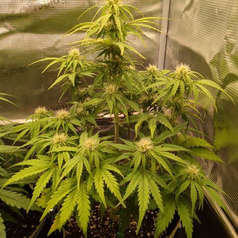 Wedding Cake growlog timeline photo