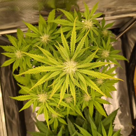 Wedding Cake growlog timeline photo