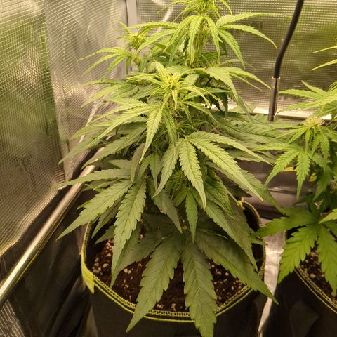 Milky Way growlog timeline photo