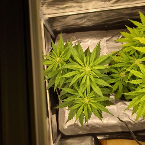 Milky Way growlog timeline photo