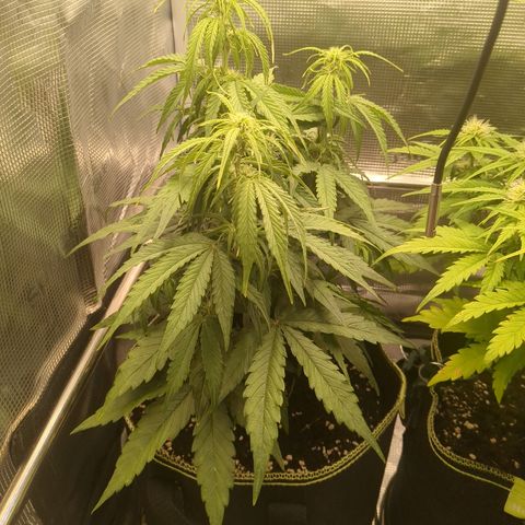 Milky Way growlog timeline photo