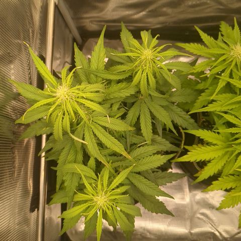 Milky Way growlog timeline photo
