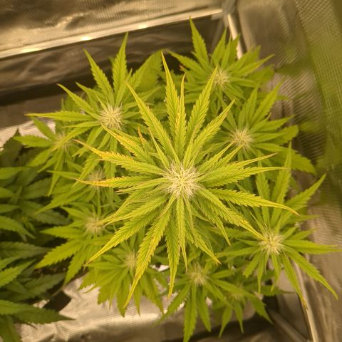 Wedding Cake growlog timeline photo