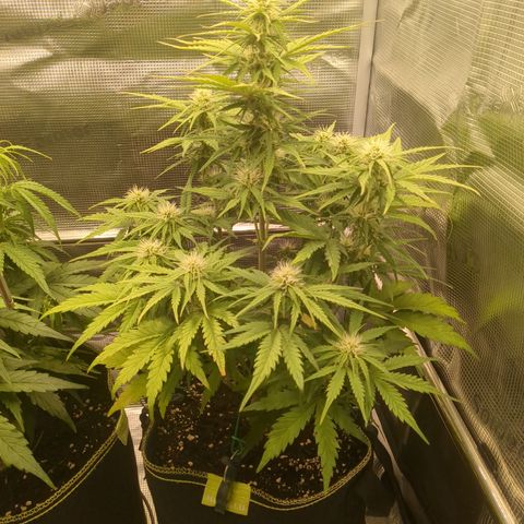 Wedding Cake growlog timeline photo