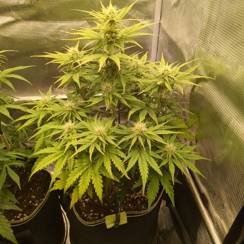 Wedding Cake growlog timeline photo