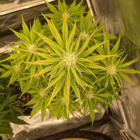 Wedding Cake growlog timeline photo