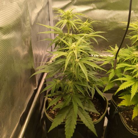 Milky Way growlog timeline photo