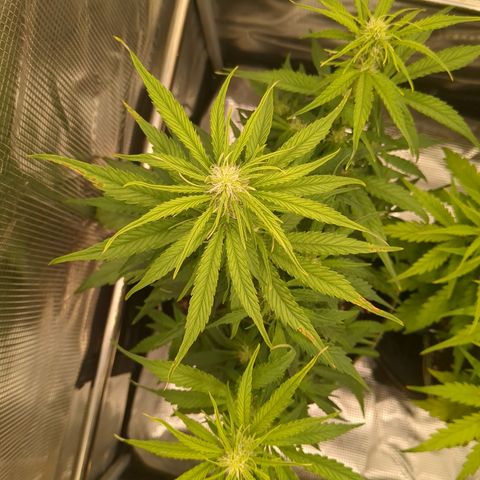 Milky Way growlog timeline photo