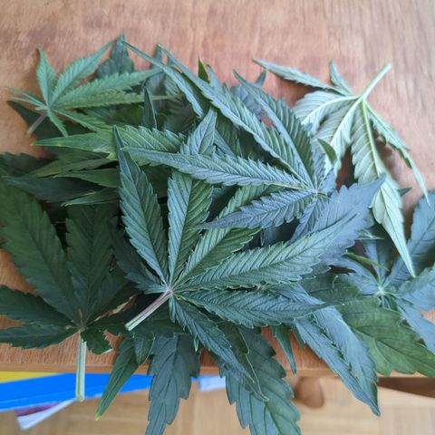 Wedding Cake growlog timeline photo