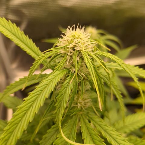 Milky Way growlog timeline photo