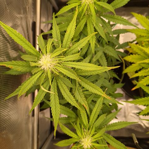 Milky Way growlog timeline photo