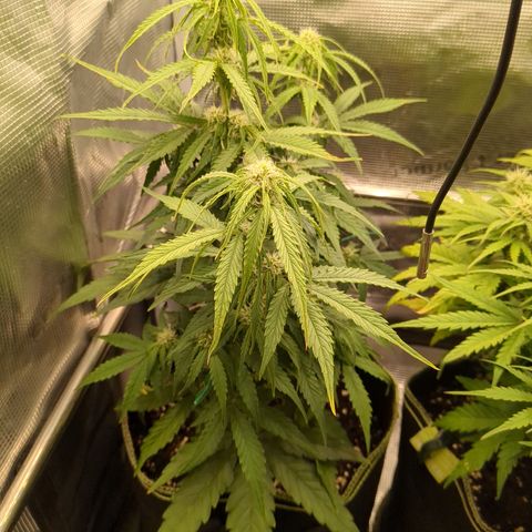 Milky Way growlog timeline photo