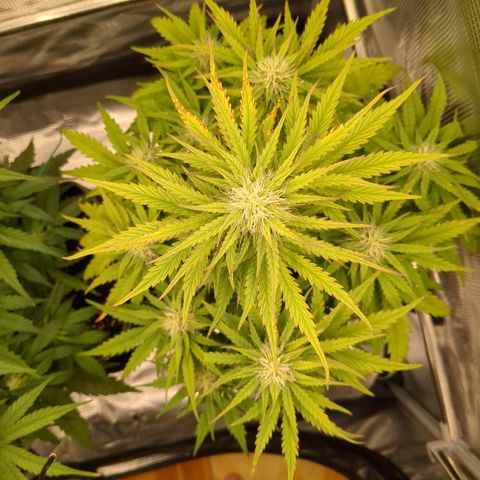 Wedding Cake growlog timeline photo