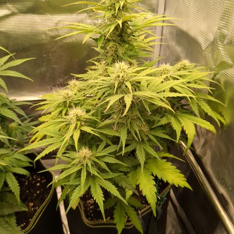 Wedding Cake growlog timeline photo