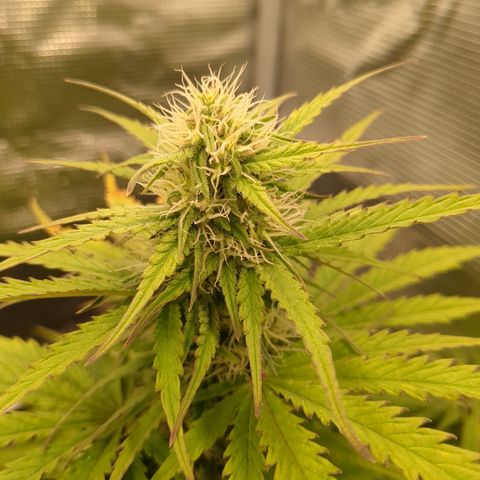 Wedding Cake growlog timeline photo