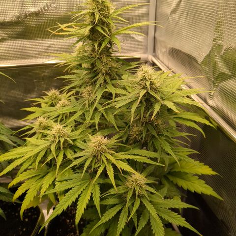 Wedding Cake growlog timeline photo