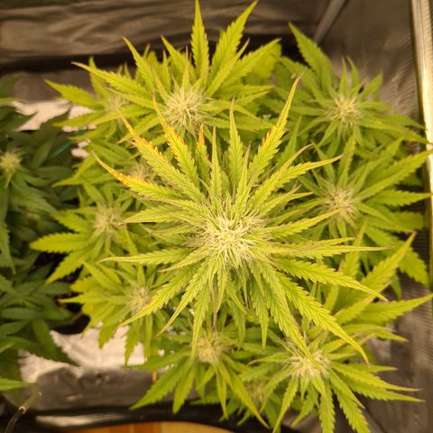 Wedding Cake growlog timeline photo