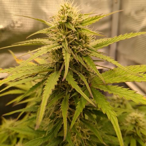 Wedding Cake growlog timeline photo